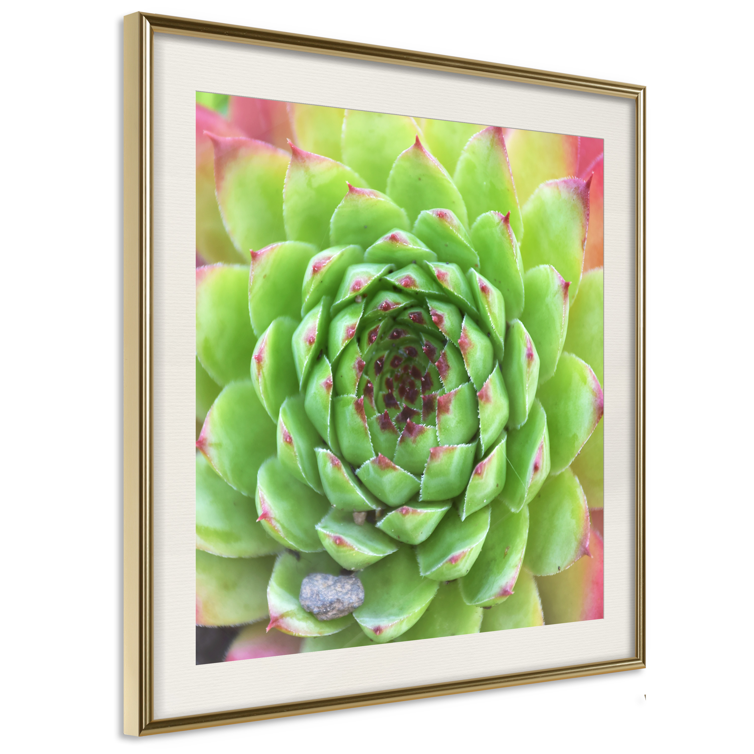Affisch - Succulent (Square) [Poster] 20x20 Guld ram med passepartout, 20x20 cm