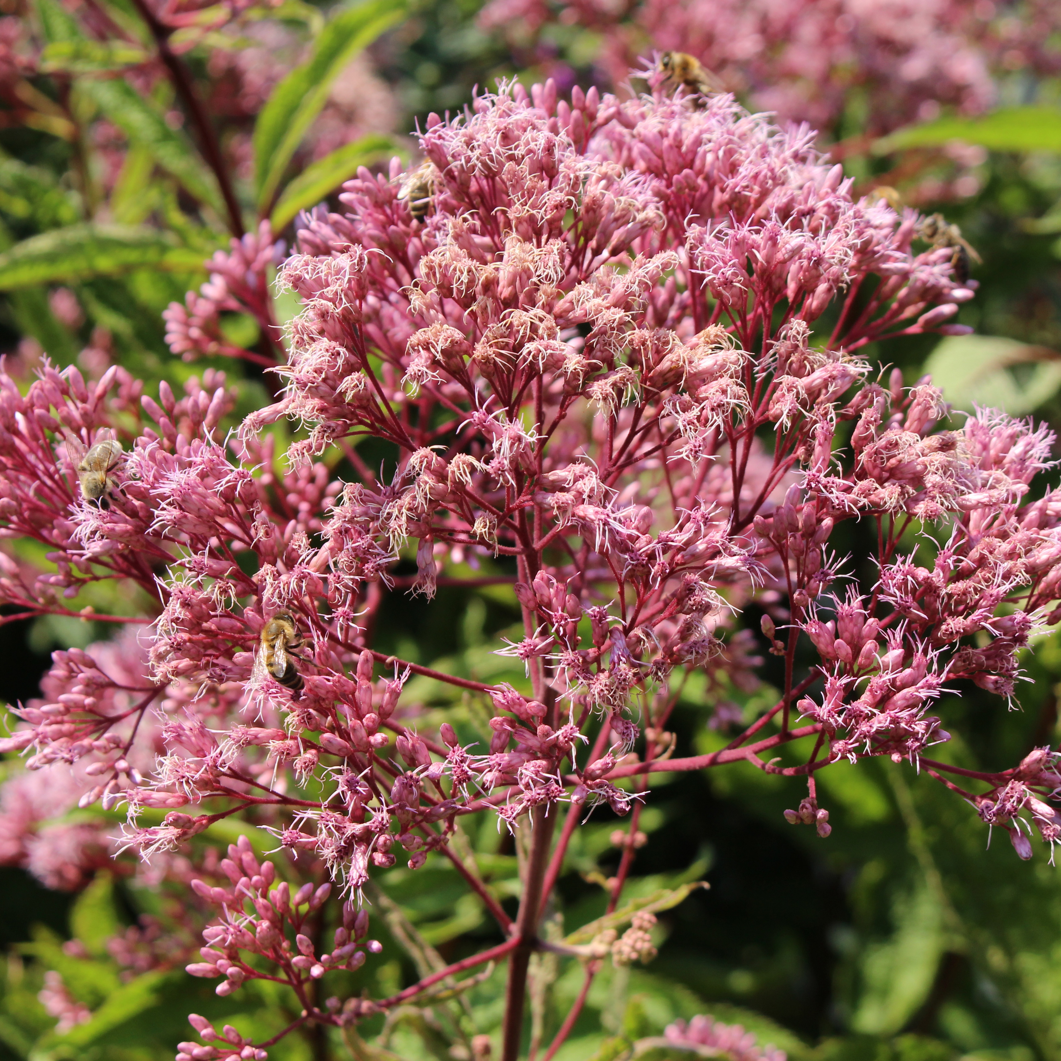 Buske Omnia Garden Ölandstok Pink Beauty