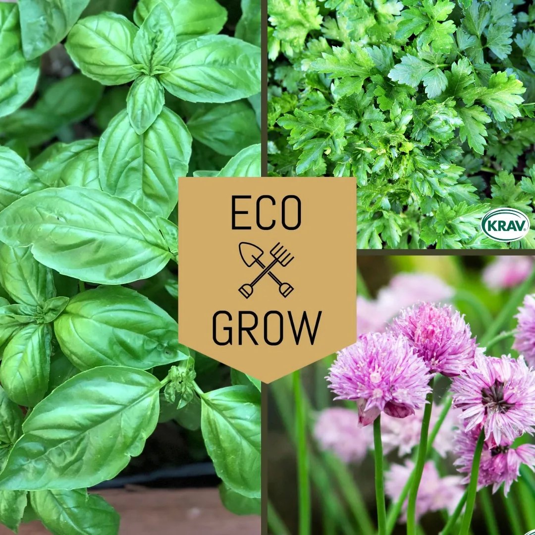 Kryddfröer & örter Eco Grow Örtkit Klassiska Köksträdgården 3-pack