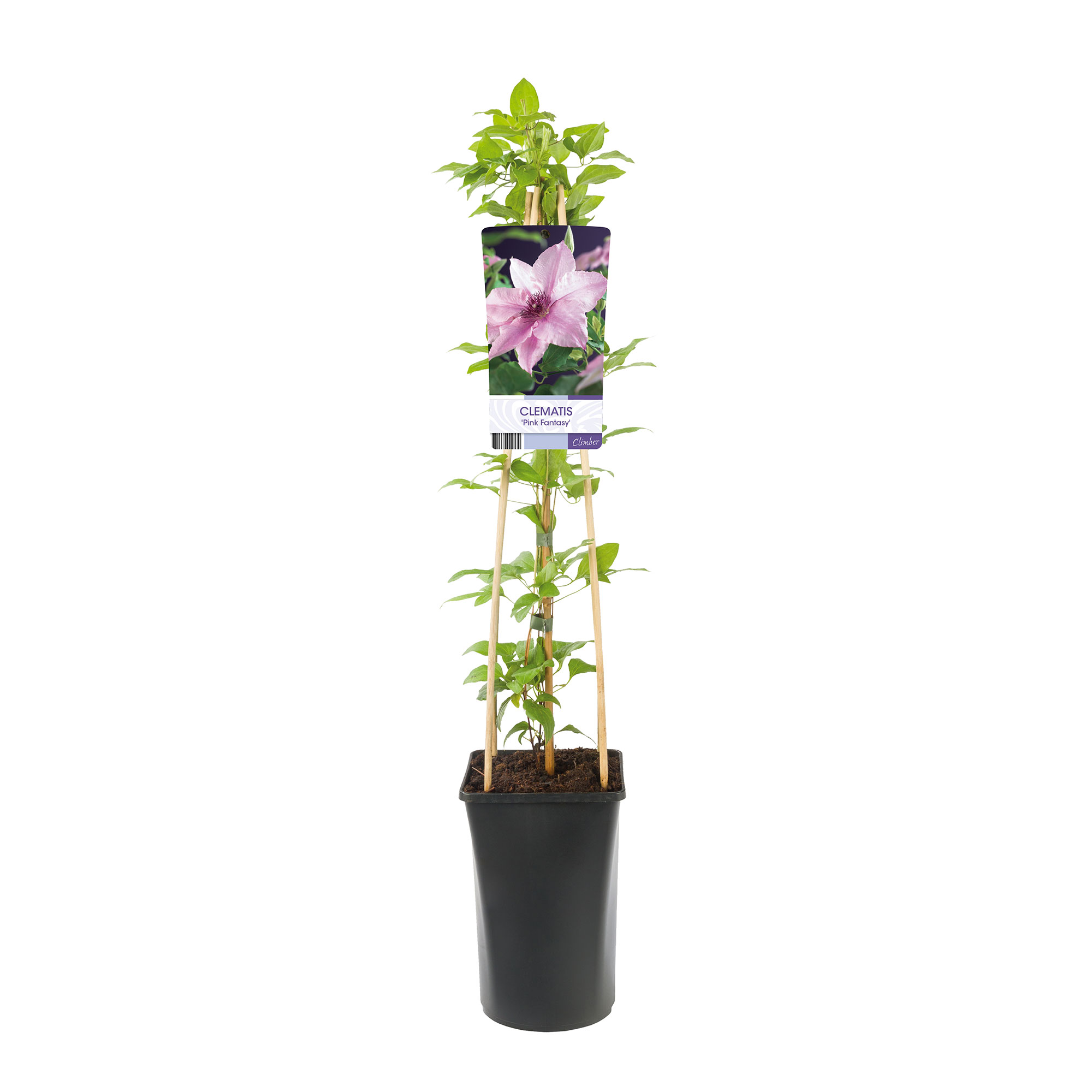 Klätterväxt Klematis Omnia Garden Pink Fantasy 40-60 cm