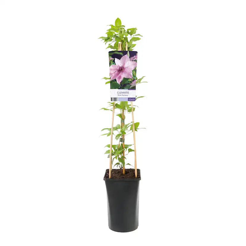Klätterväxt Klematis Omnia Garden Pink Fantasy 40-60 cm