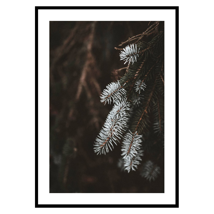 Poster Gallerix Fir Needle In White