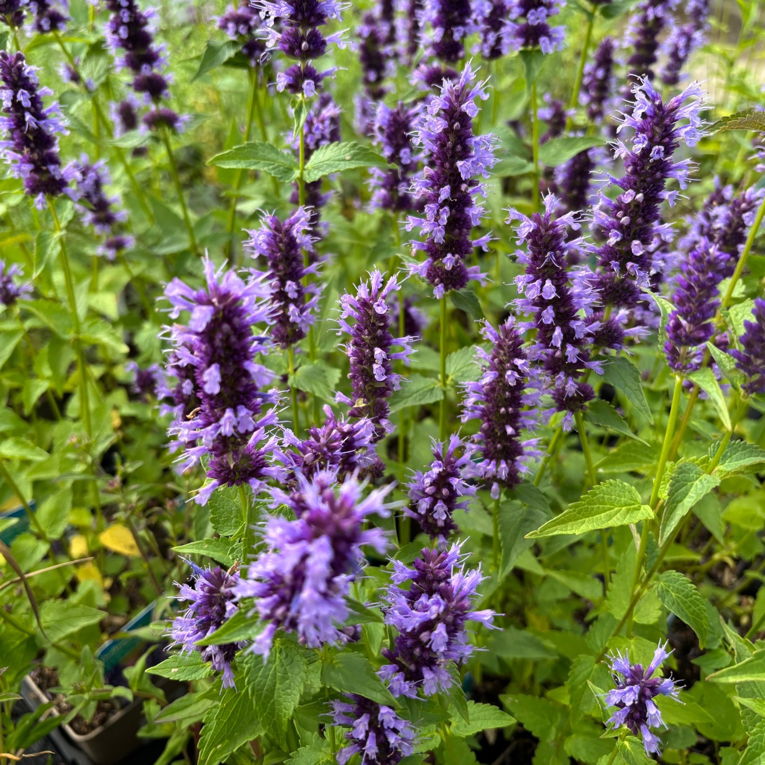Perenn Omnia Garden Anisisop Black Adder