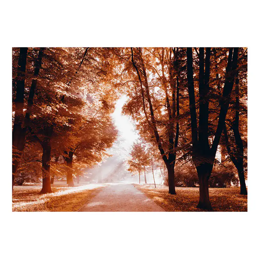 Fototapet Arkiio Autumn Park