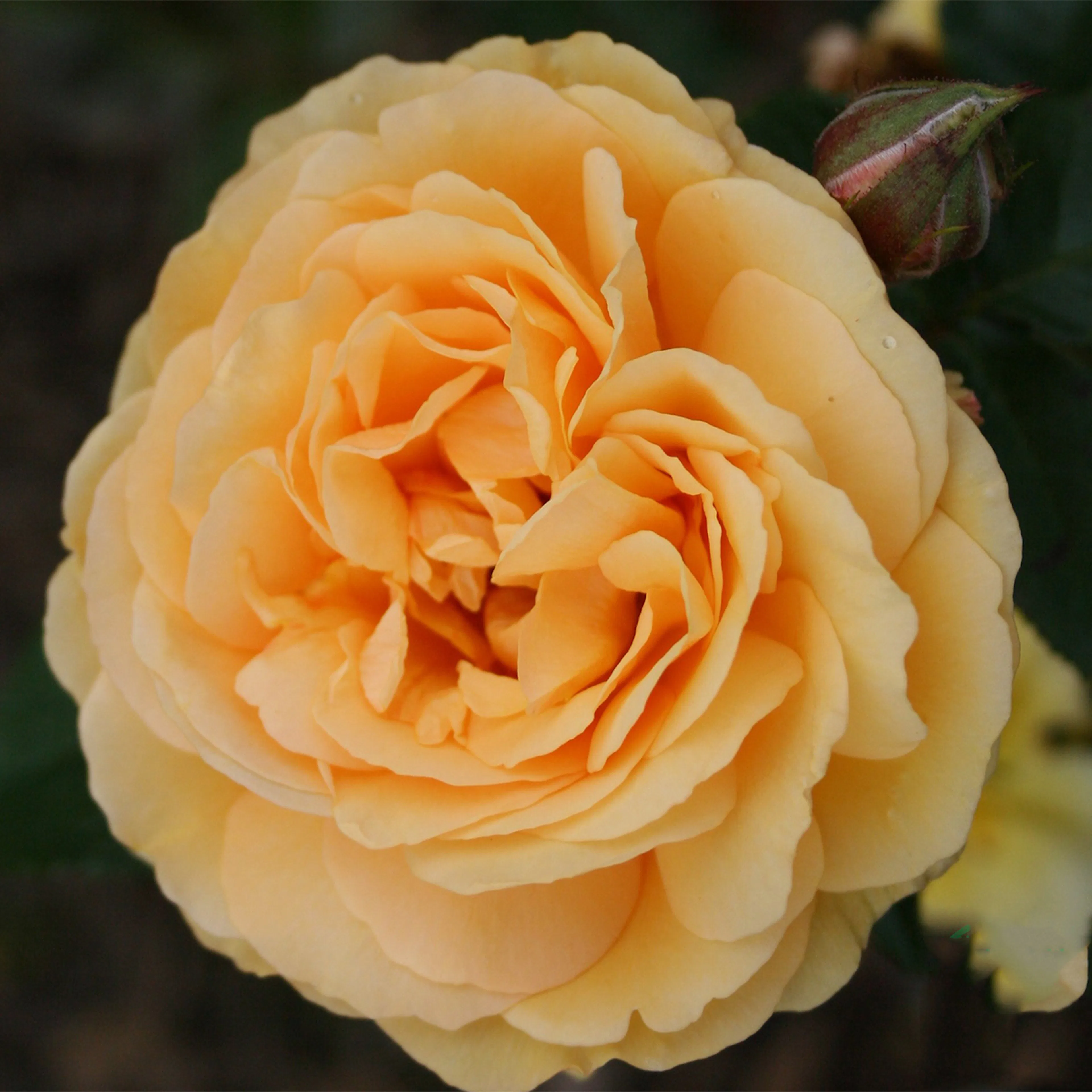 Flerblommig Rabattros Omnia Garden Amber Queen