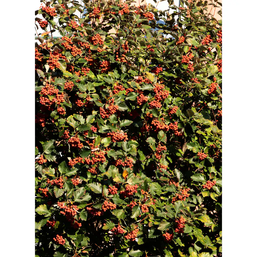 Buske Omnia Garden Oxel 30-50cm Krukodlade