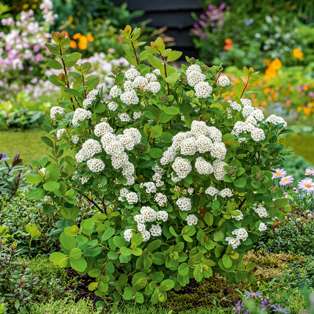 Häck Omnia Garden Björkspirea Tor E