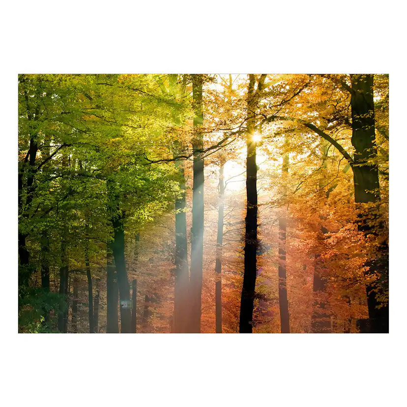 Fototapet Arkiio Självhäftande Forest Colours