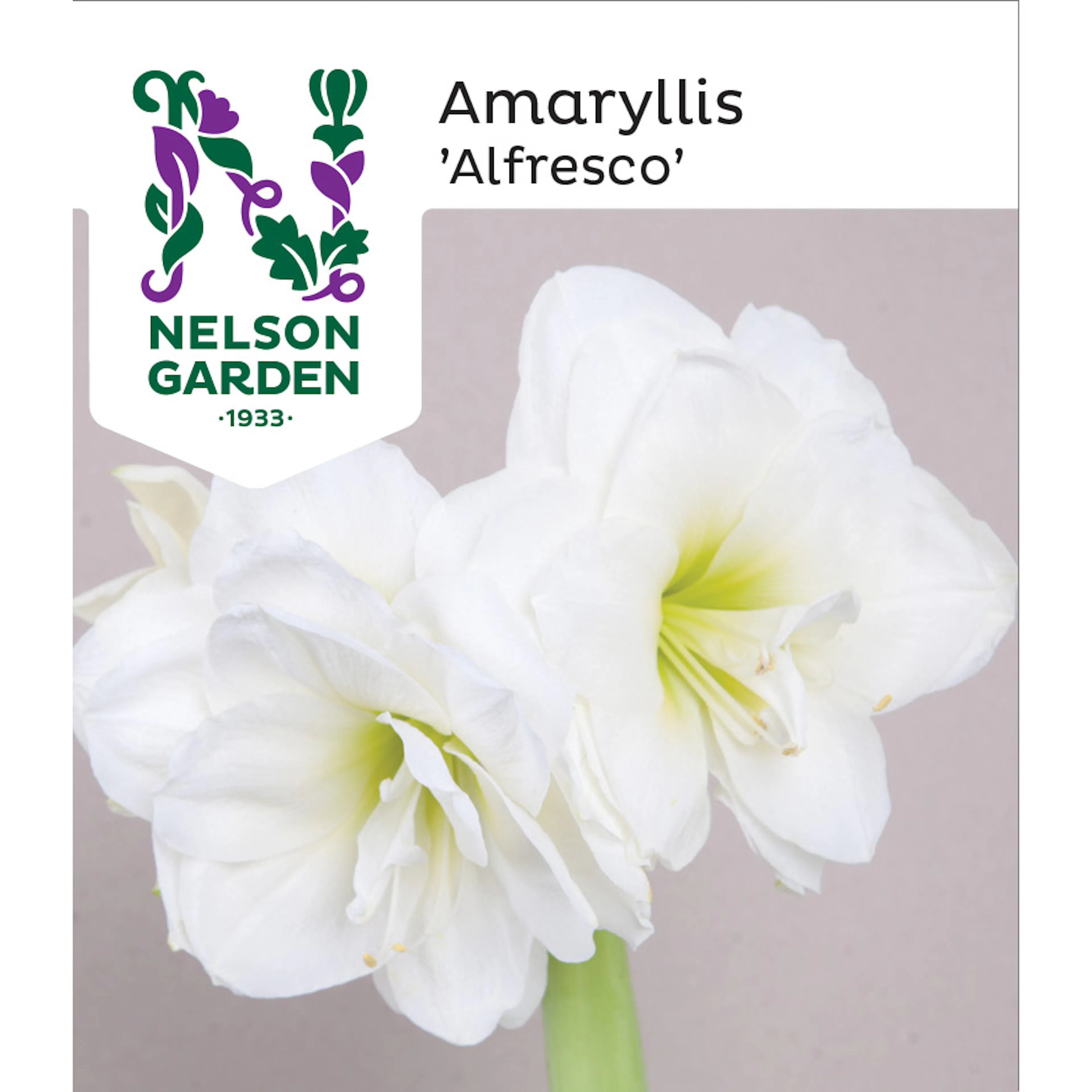 Amaryllis Alfresco Nelson Garden Vit Dubb