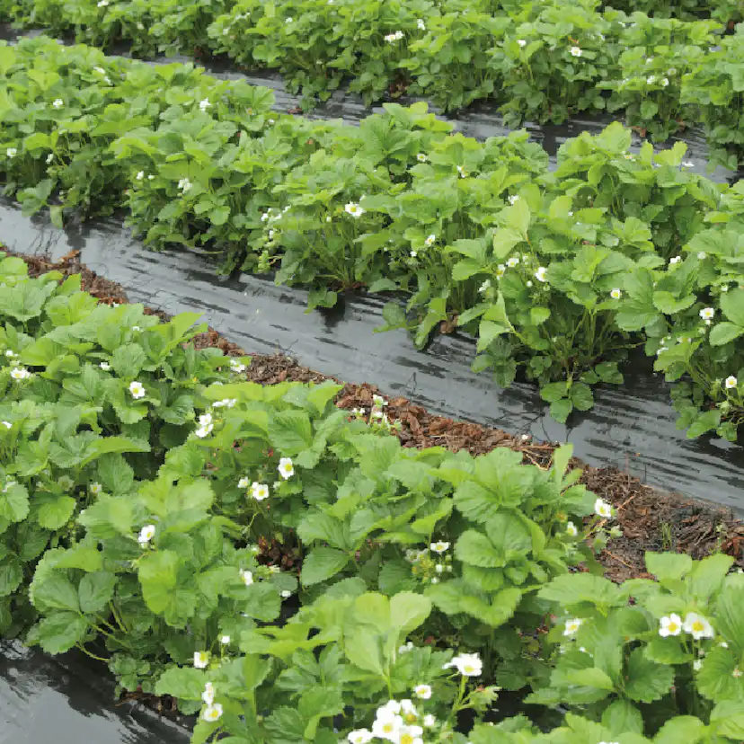 Täckfilm Jabo Agrimpex Biologiskt Nedbrytbar 1x10 m