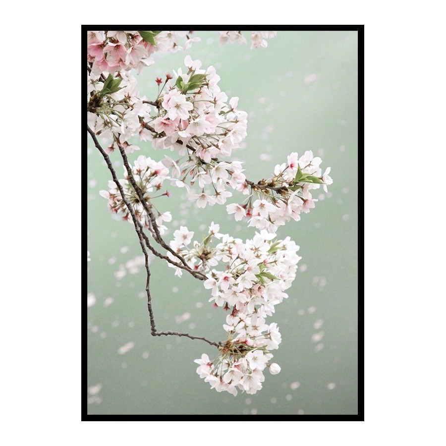 Poster Gallerix Cherry Blossom