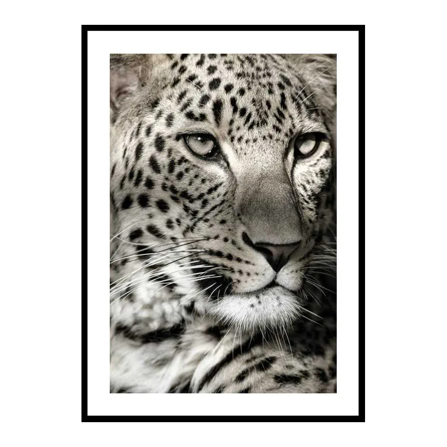 Leopard 70x100 cm