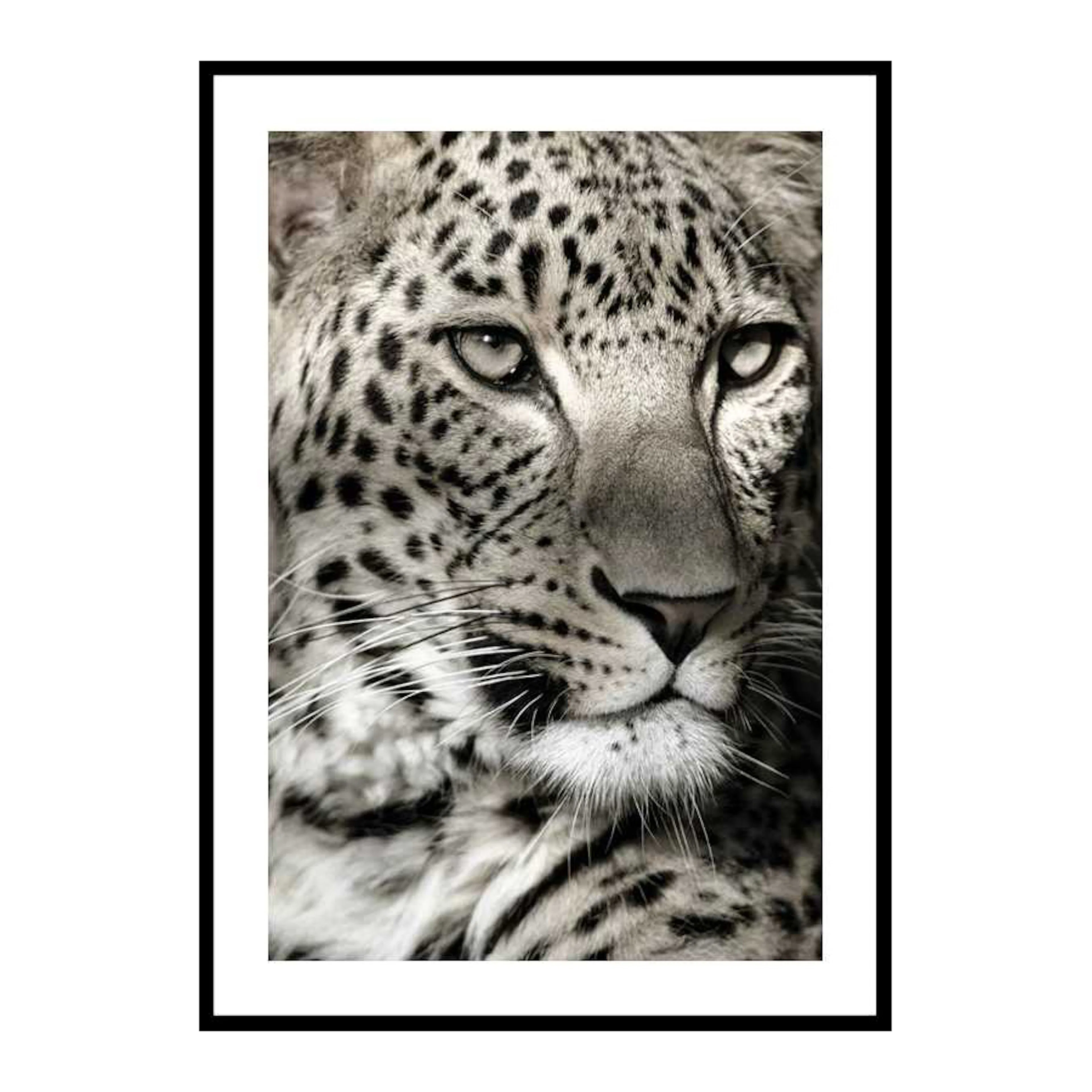 Leopard 70x100 cm
