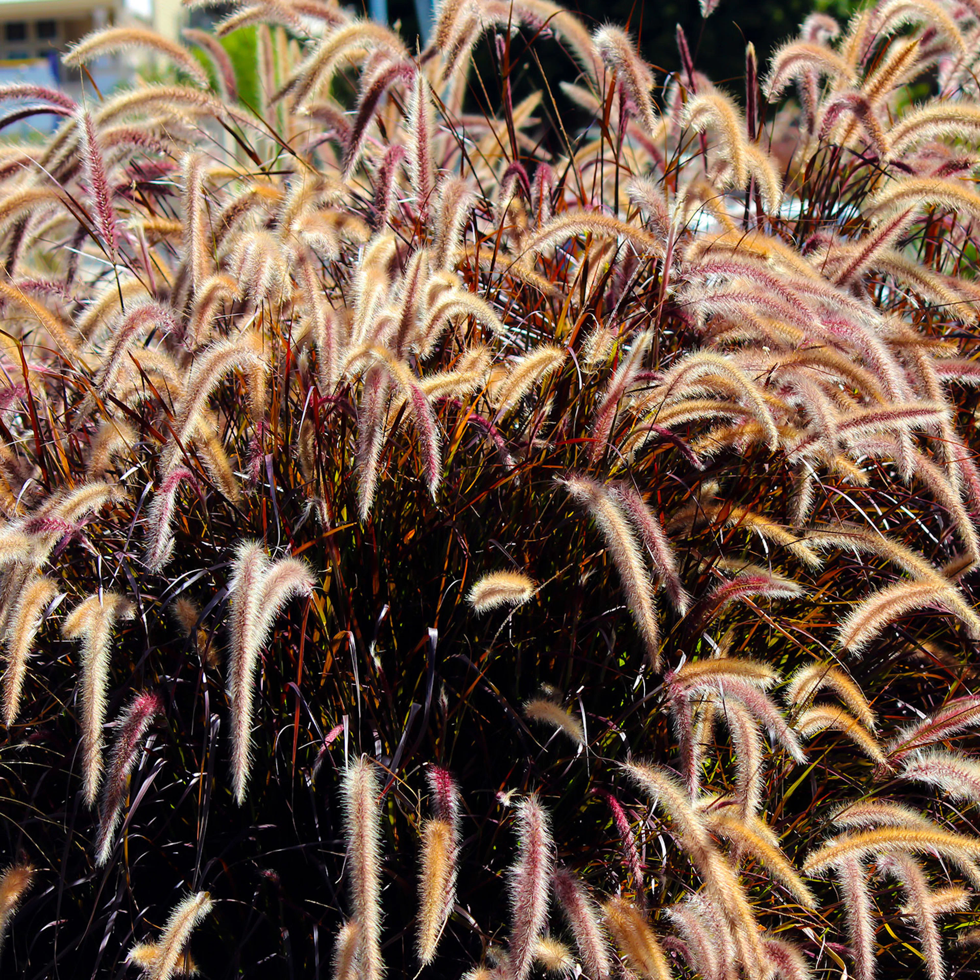 Pennisetum setaceum 'Rubrum'', 2 L 1-pack
