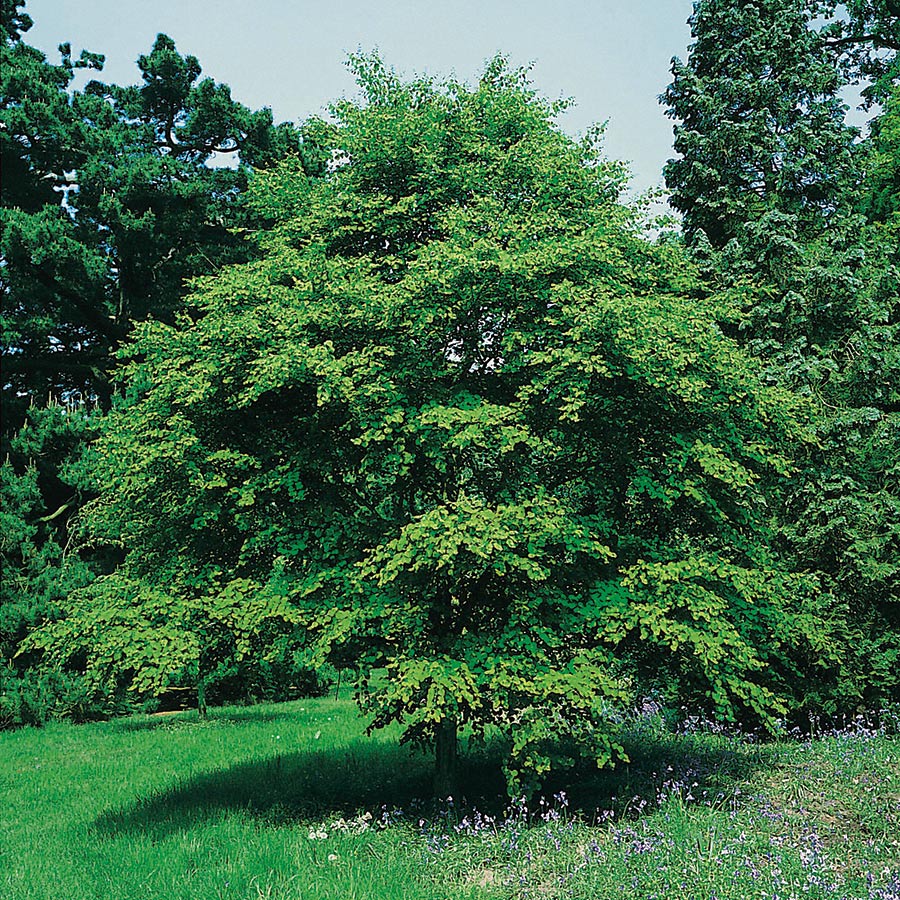 Prydnadsbuske Omnia Garden Katsura