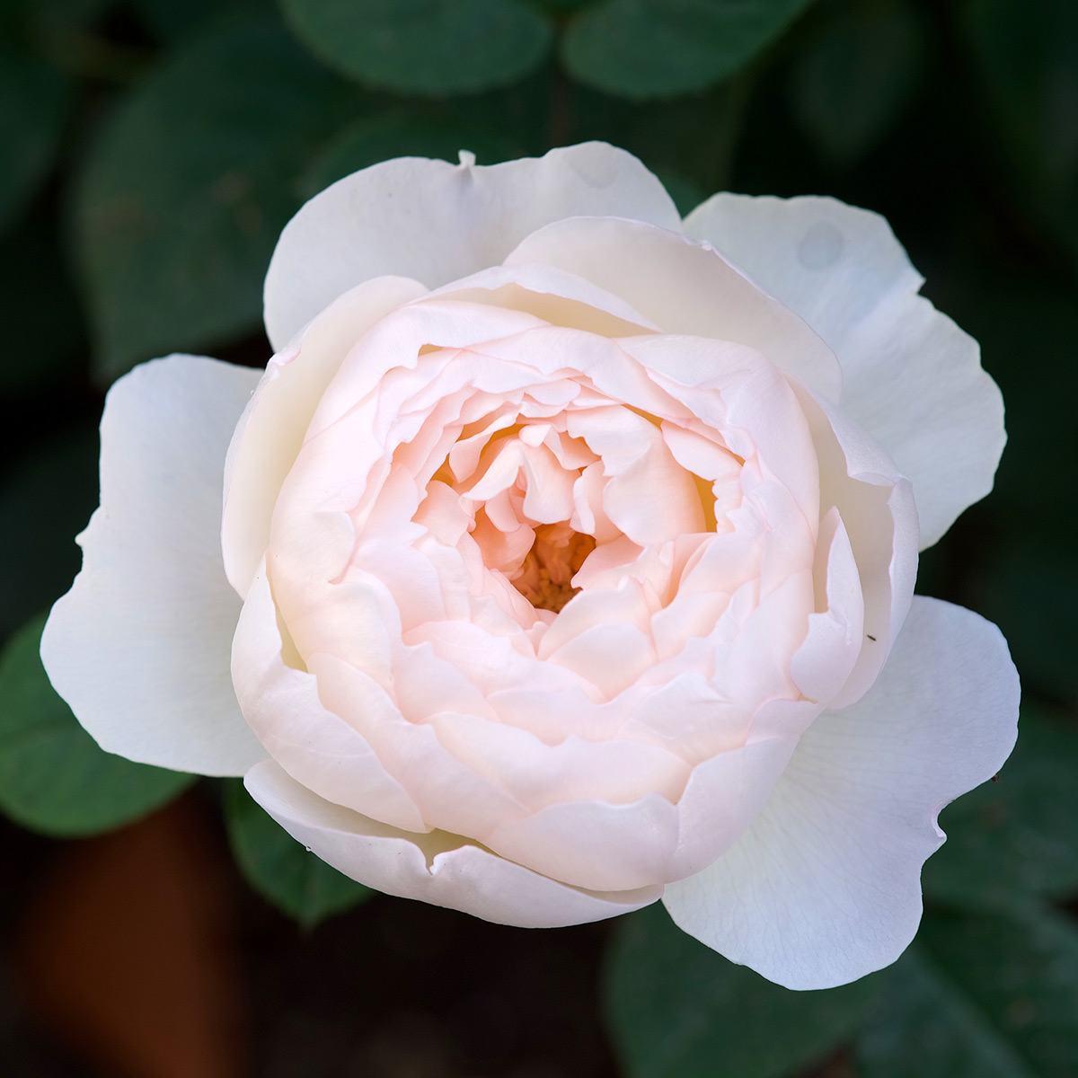 Flerblommig Buskros Omnia Garden Desdemona