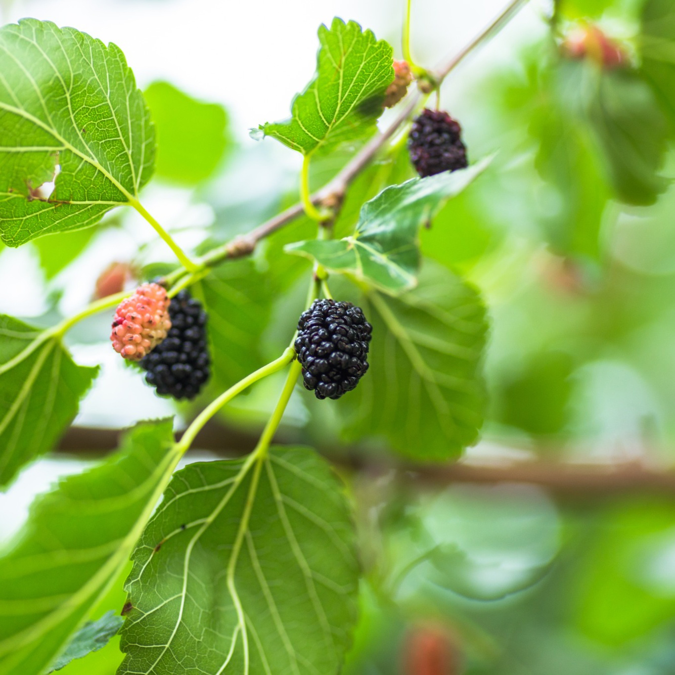 Bärträd Omnia Garden Svart Mullbär Morus Mulle E
