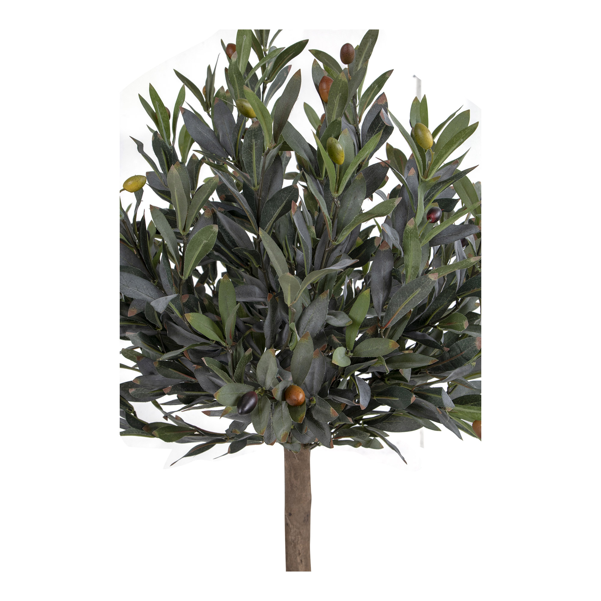 Konstväxt House Nordic Olive
