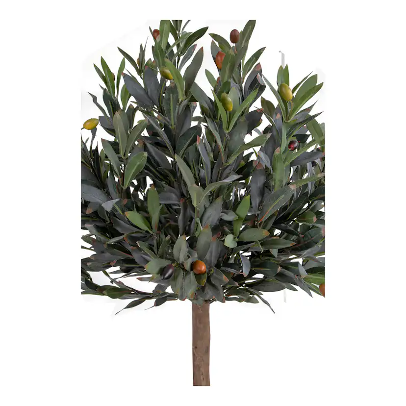 Konstväxt House Nordic Olive
