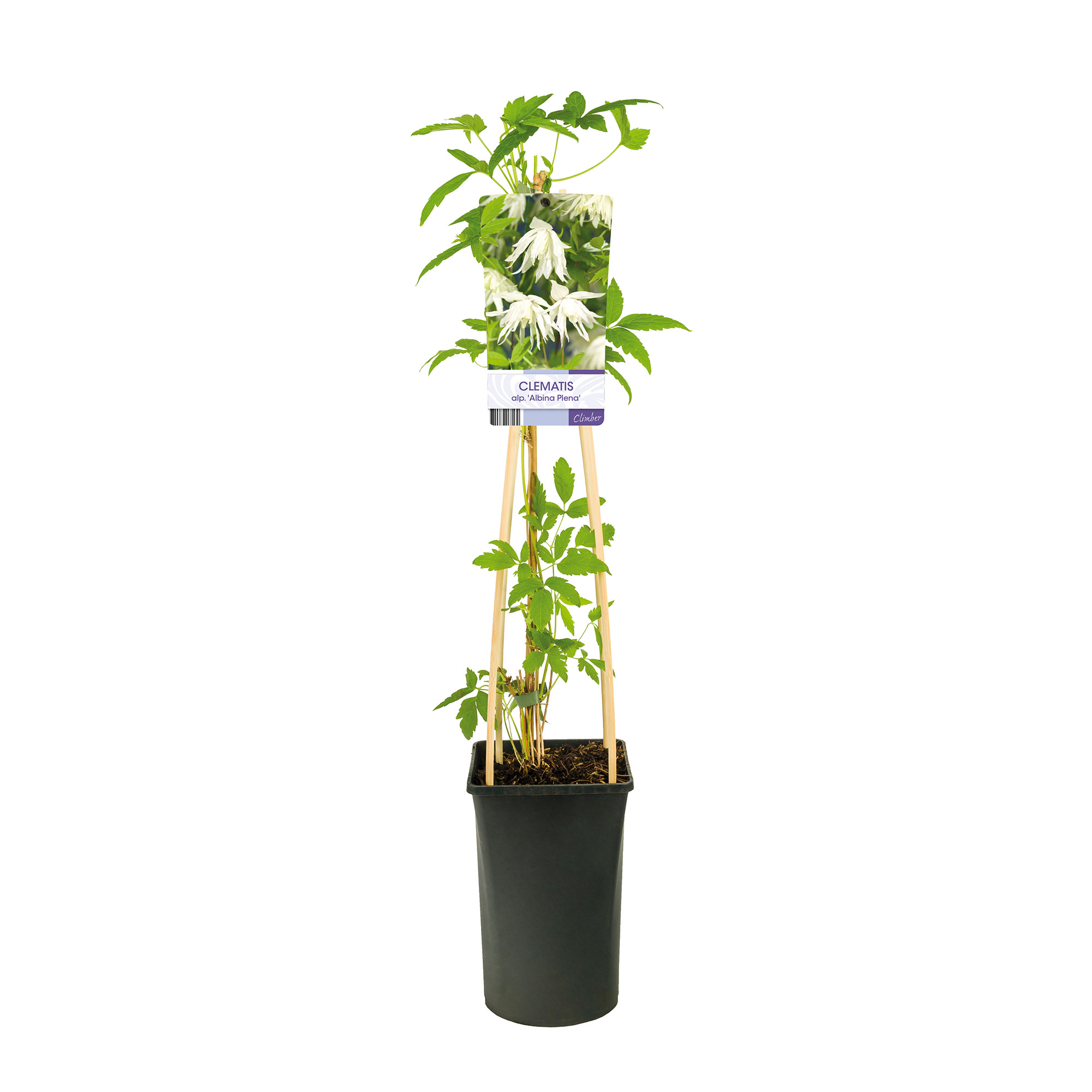 Klätterväxt Hybridklematis Omnia Garden 40-60 cm