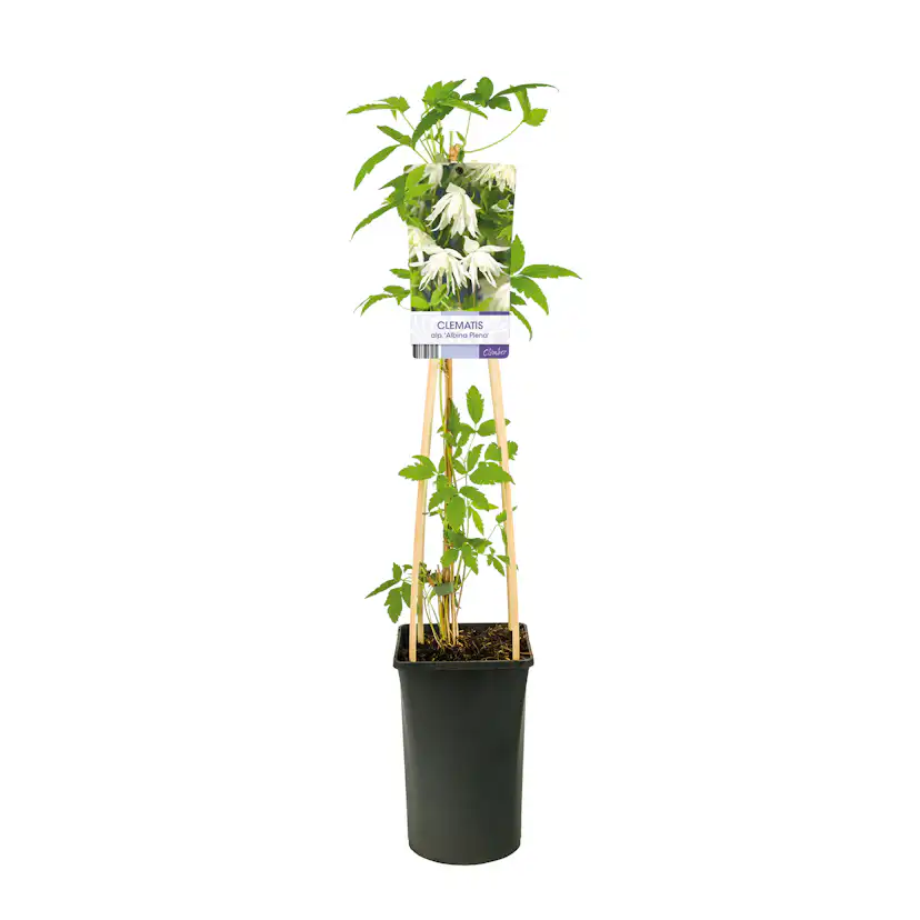 Klätterväxt Hybridklematis Omnia Garden 40-60 cm