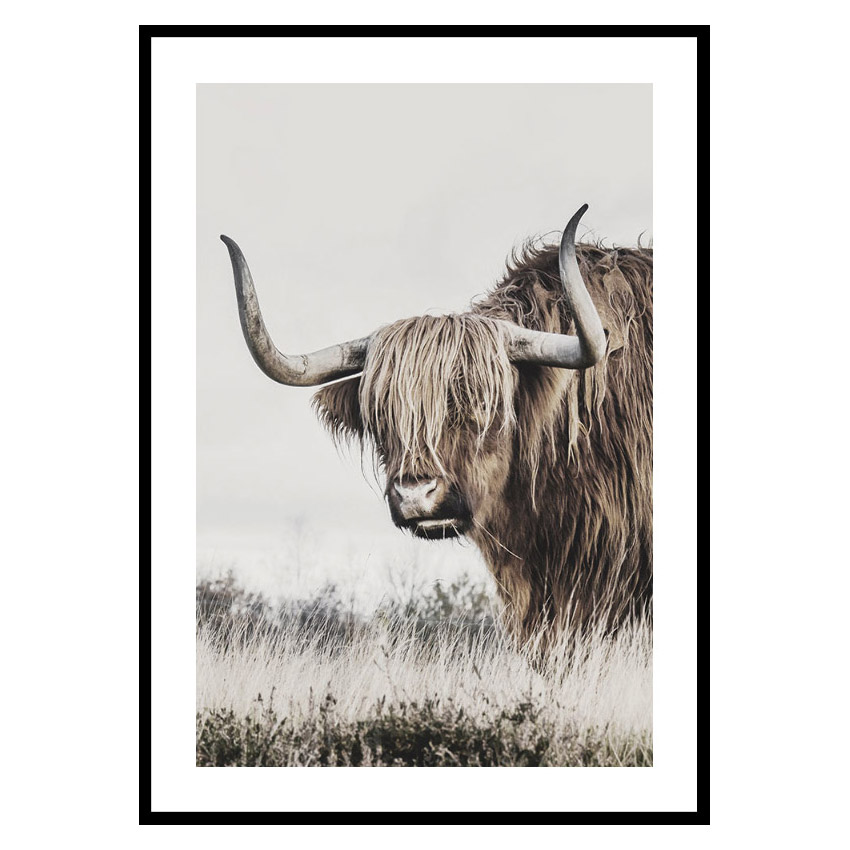 Poster Gallerix Highland Cattle