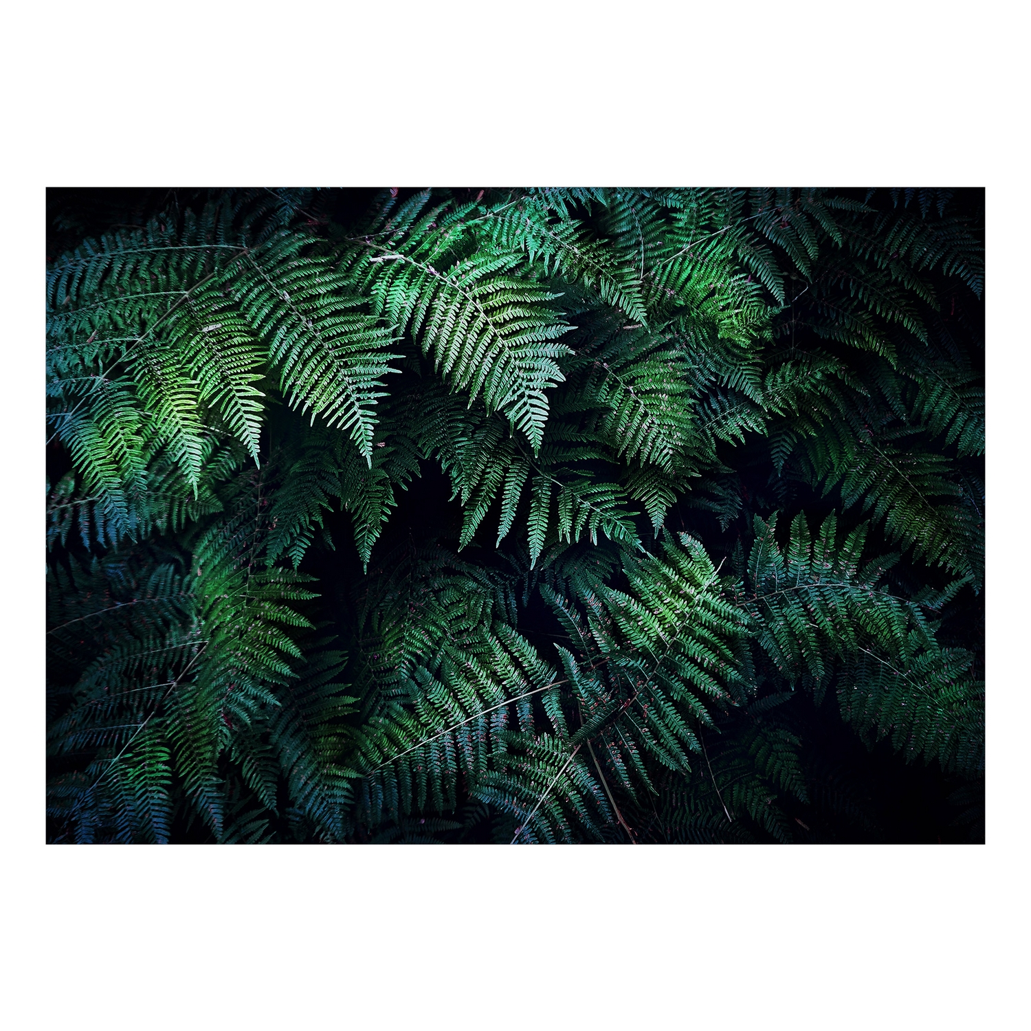 Fototapet Arkiio Självhäftande In The Thicket
