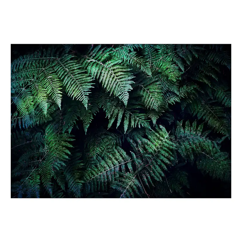 Fototapet Arkiio Självhäftande In The Thicket
