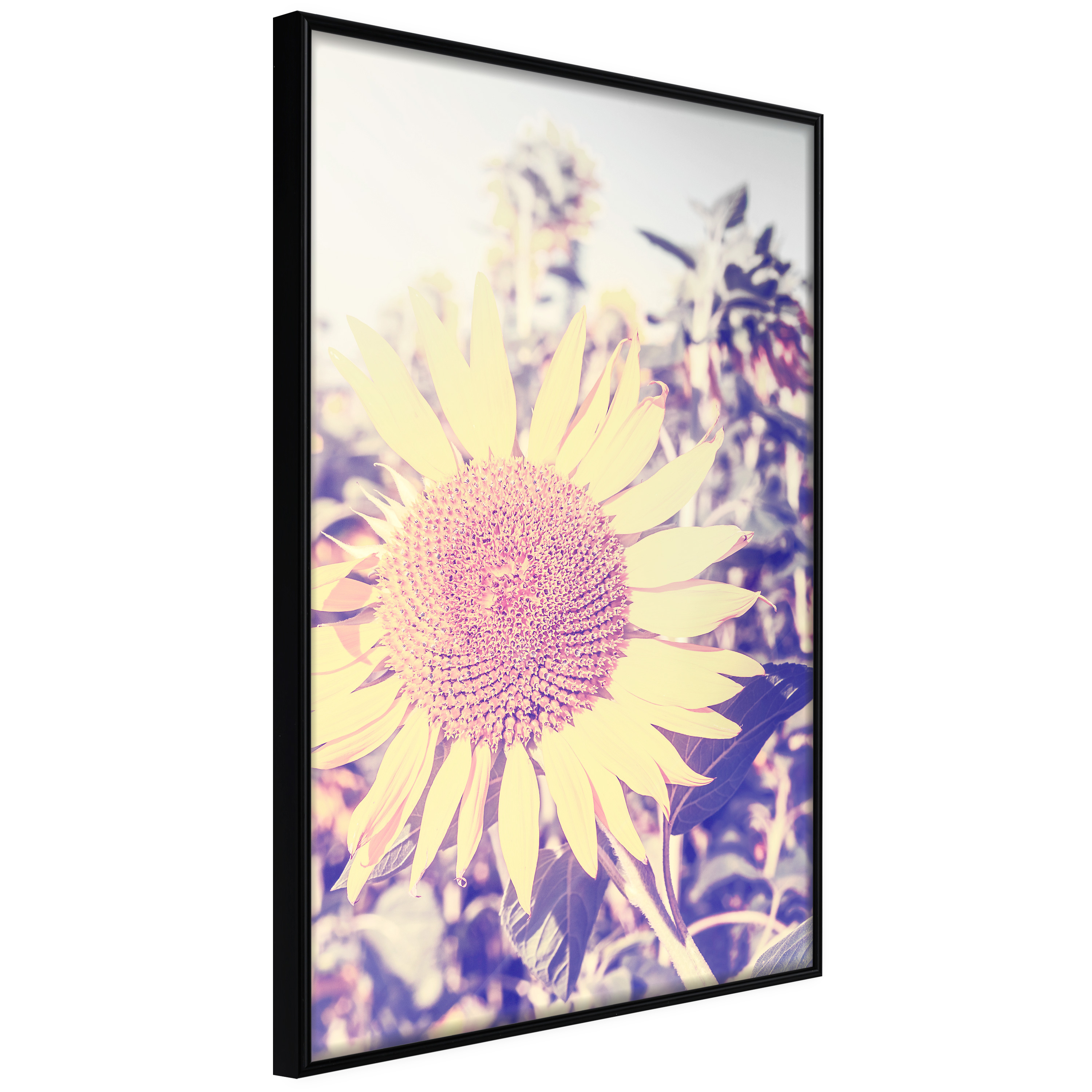 Affisch - Sunflower [Poster] 40x60 Svart ram, 40x60 cm