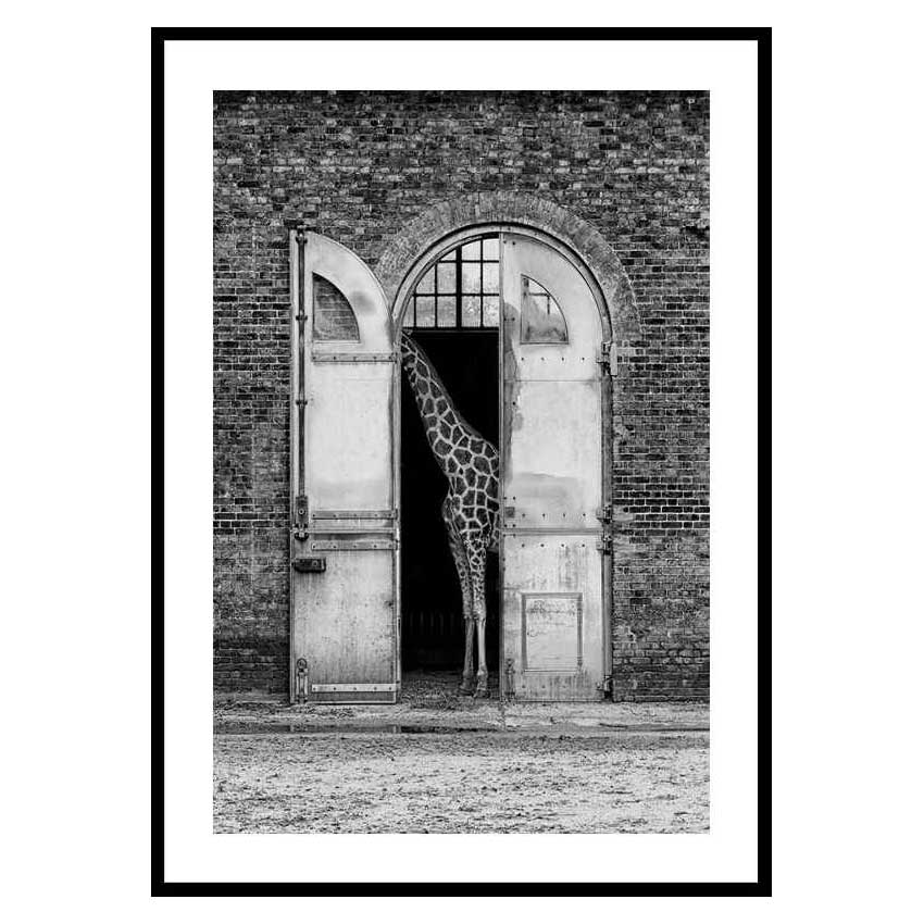 Poster Gallerix Hiding Giraffe 3110