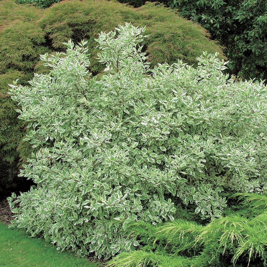 Prydnadsbuske Omnia Garden Rysk Kornell