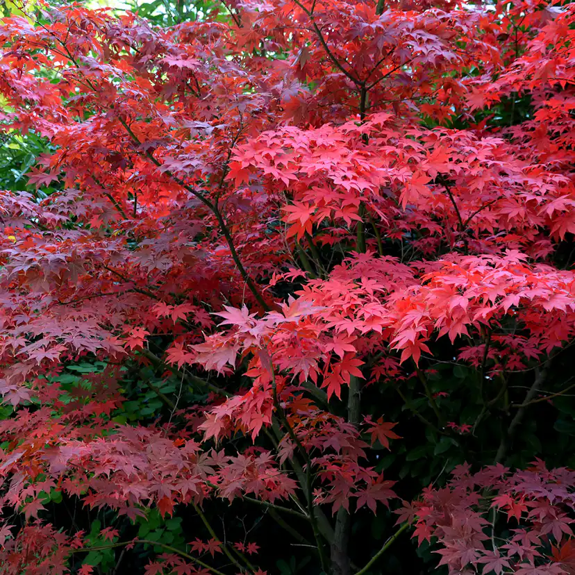 Prydnadsbuske Omnia Garden Japansk Lönn Bloodgood