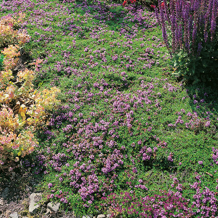 Backtimjan Omnia Garden