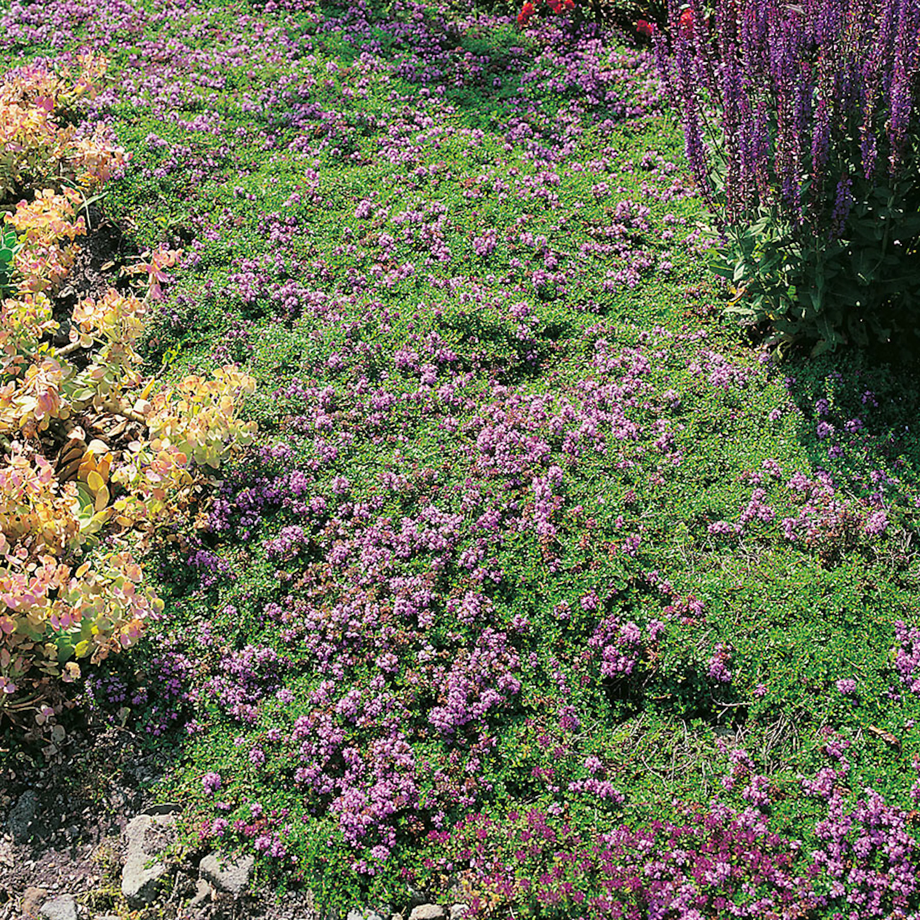Backtimjan Omnia Garden
