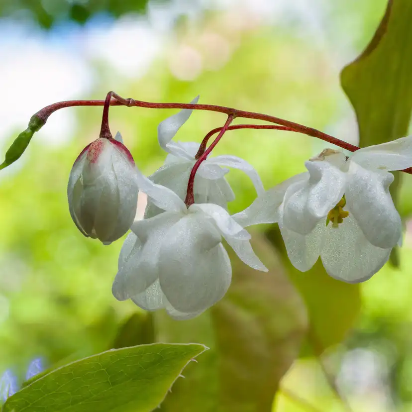 Perenn Omnia Garden Japansk Sockblomma Epimedium Grandiflorum