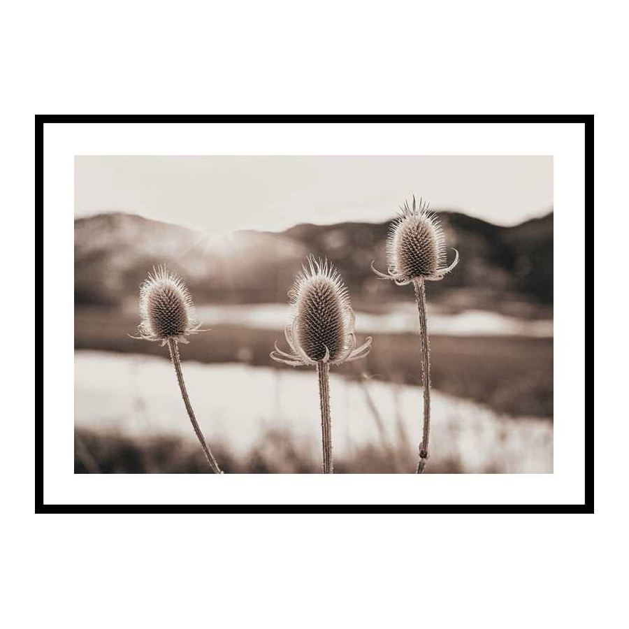 Poster Gallerix Flowers In Meadow