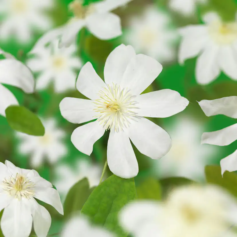 Klätterväxt Klematis Omnia Garden Wada's Primrose 40-60 cm