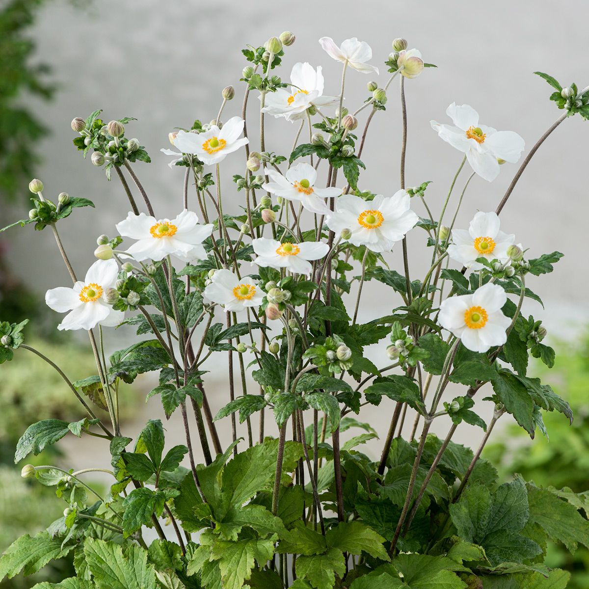 Prydnadsperenn Omnia Garden Höstanemon Honorine Jobert