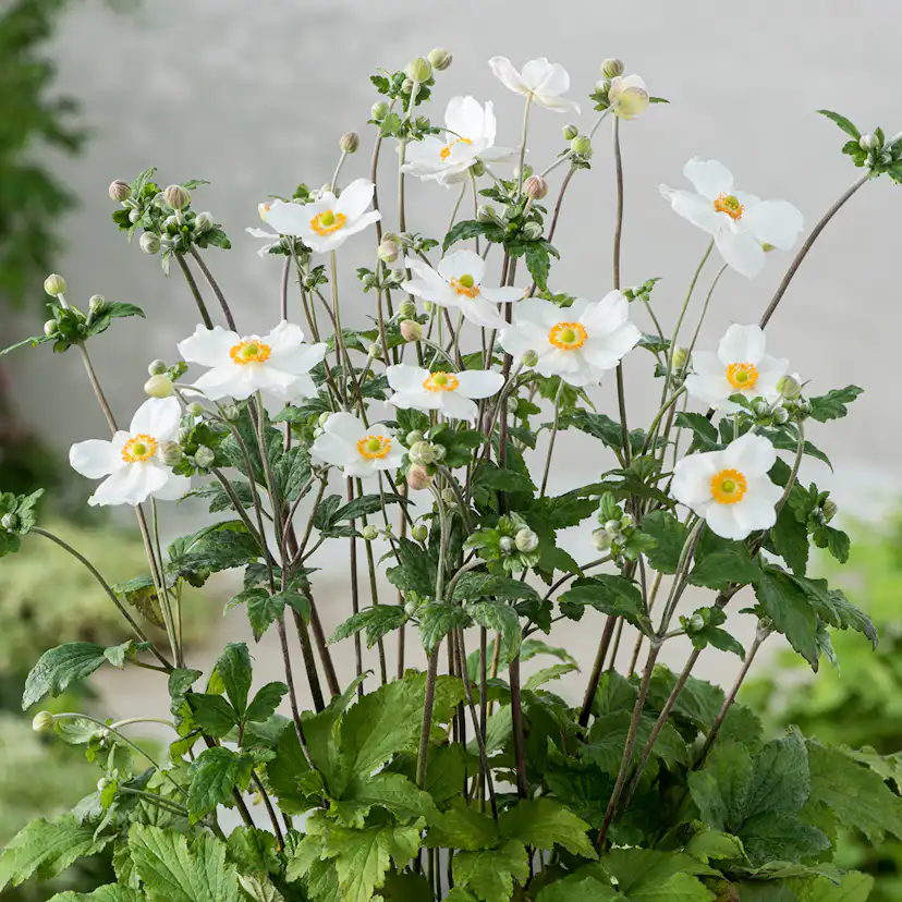 Prydnadsperenn Omnia Garden Höstanemon Honorine Jobert