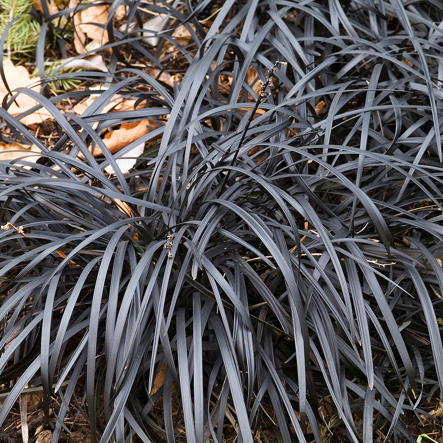 Perenn Omnia Garden Mörkt Ormskägg Niger