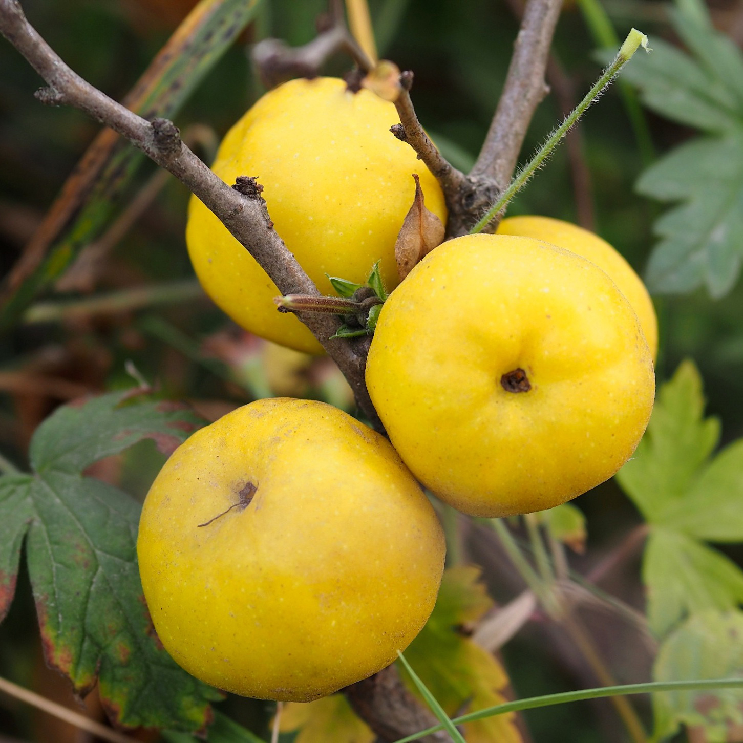 Fruktträd Omnia Garden Liten Rosenkvitten Balsgård Rondo 'Rondo'
