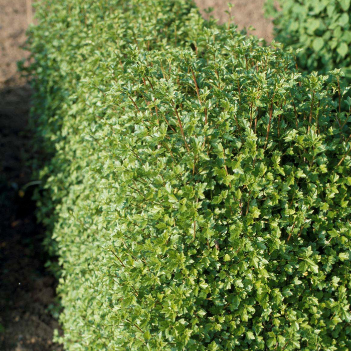 Häck Omnia Garden Måbär 40-60 cm