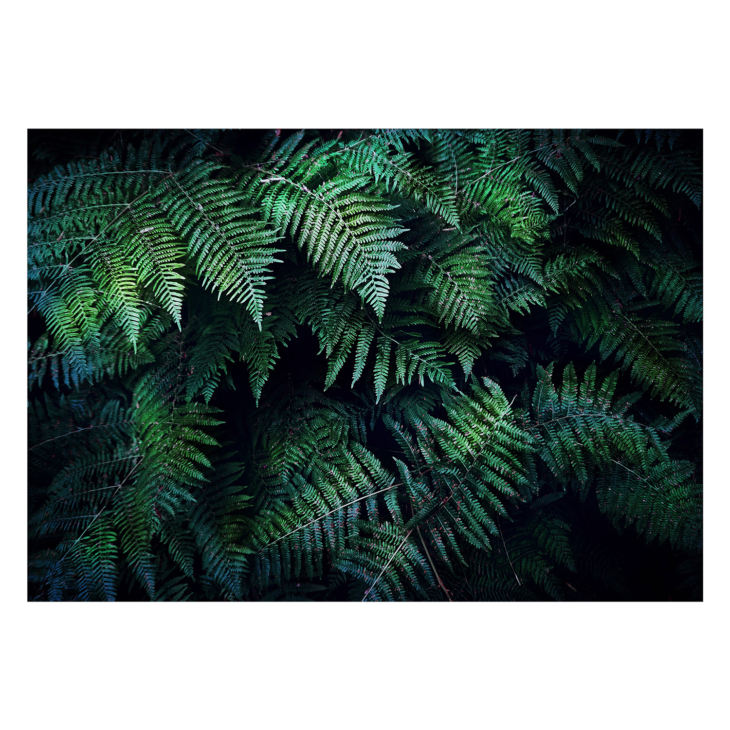 Fototapet Arkiio In the Thicket