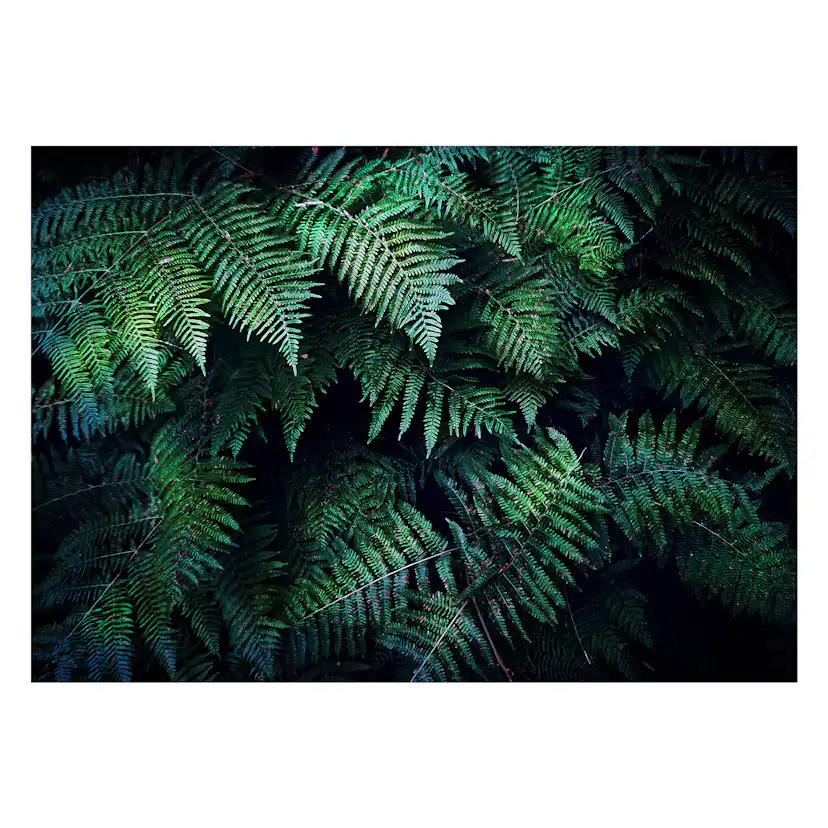Fototapet Arkiio In the Thicket