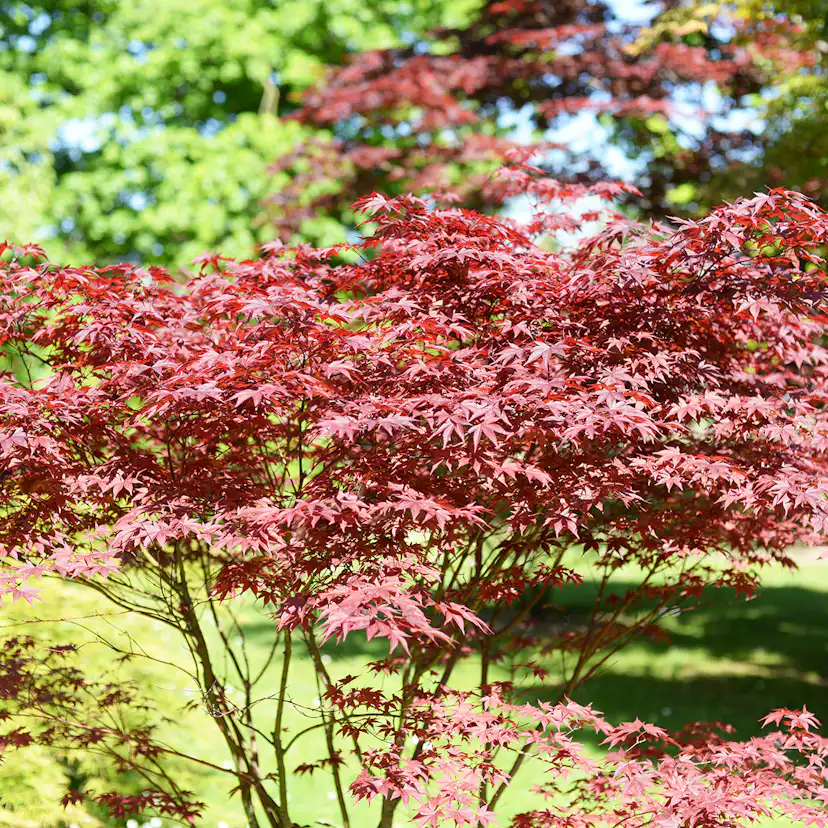 Prydnadsbuske Omnia Garden Japansk Lönn Bloodgood