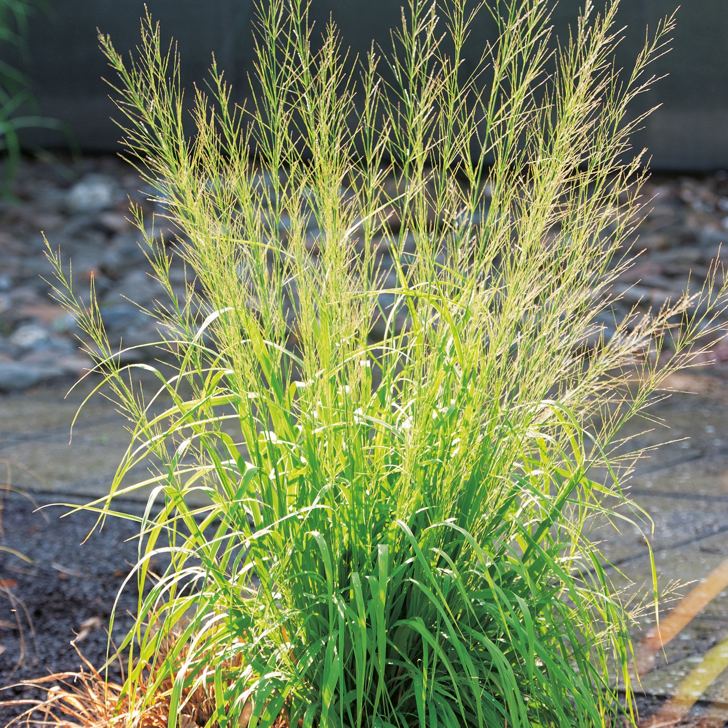 Prydnadsgräs Jättetåtel Omnia Garden Transparent