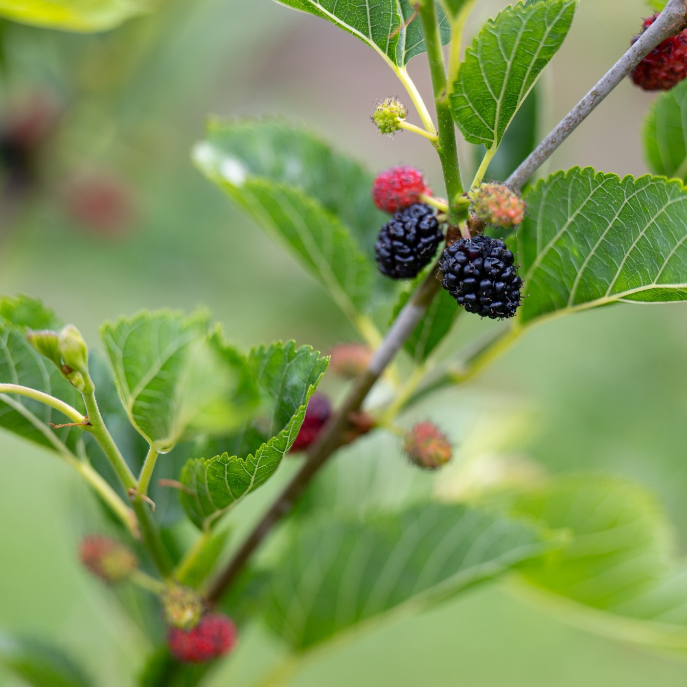 Bärbuske Omnia Garden Mullbär Morus Mojo Berry Matsunaga