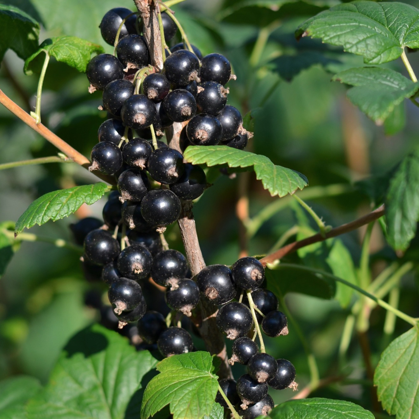 Bärbuske Omnia Garden Svart Vinbär Ribes Nigrum Öjebyn E