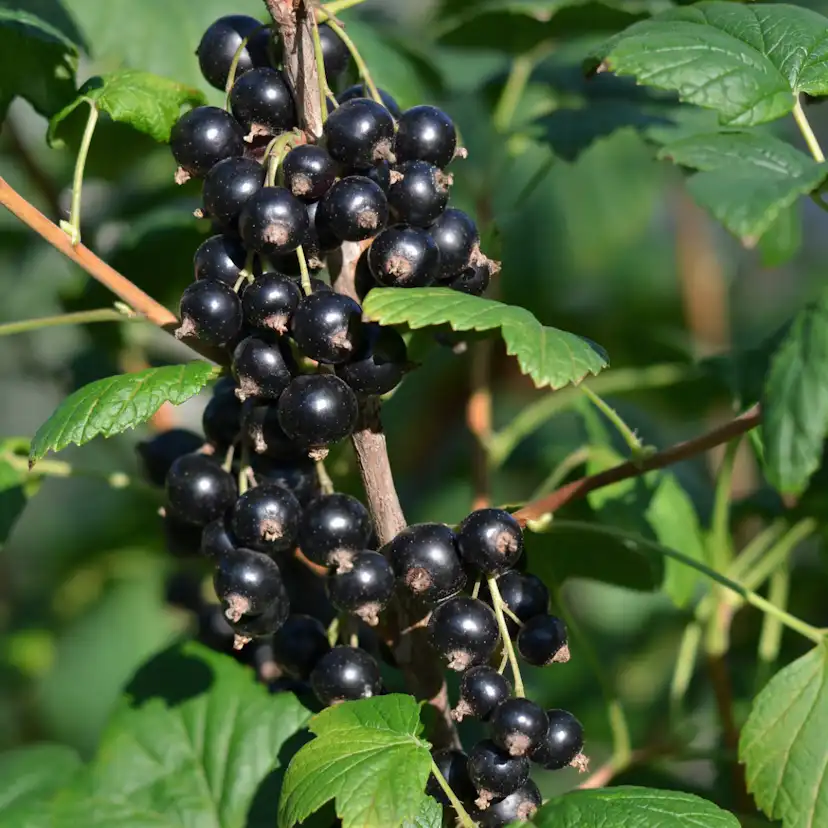 Bärbuske Omnia Garden Svart Vinbär Ribes Nigrum Öjebyn E