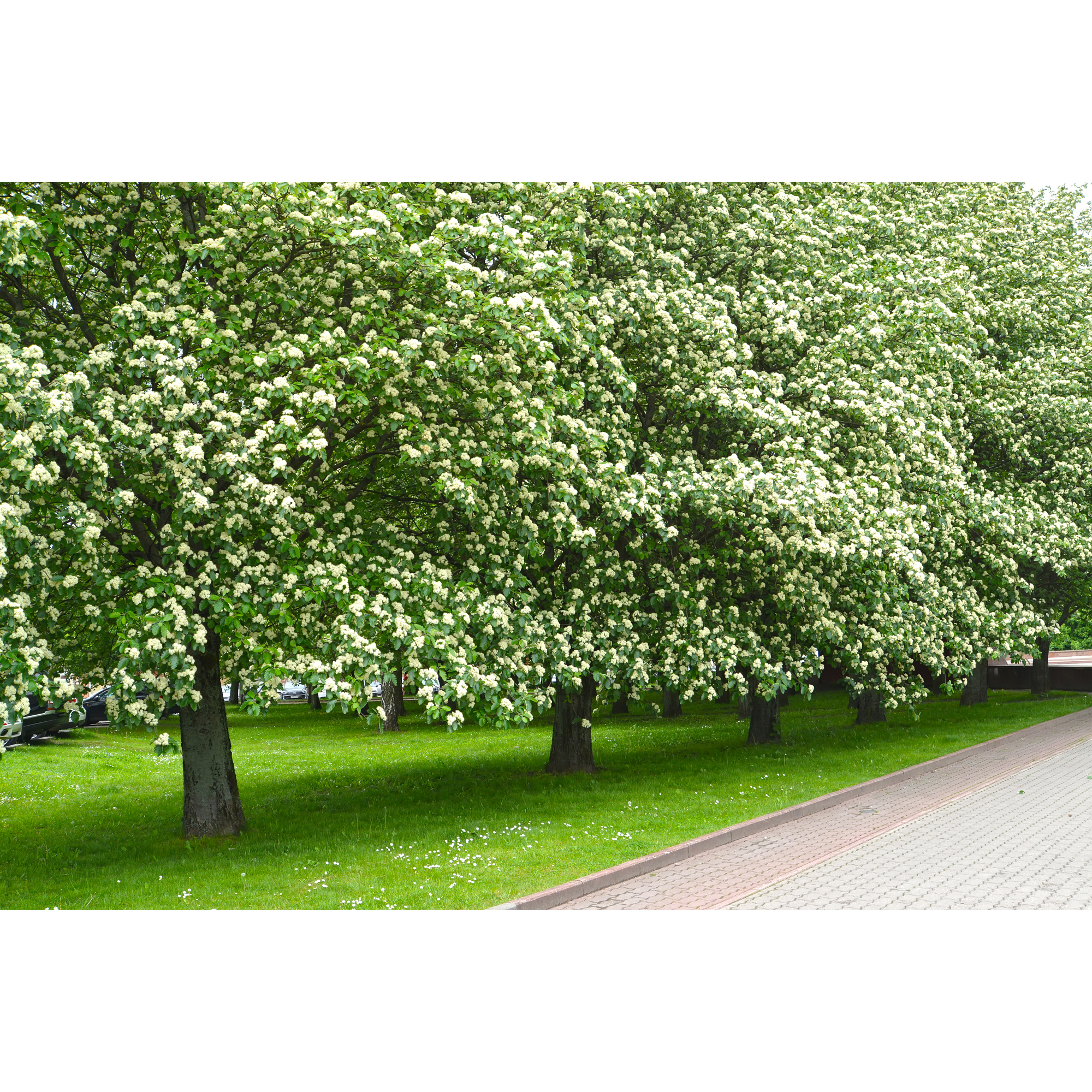 Prydnadsträd Omnia Garden Oxel
